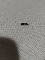IMG_20261010_205027.jpg
