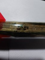 Colobopsis macro 2.jpeg
