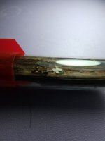 Colobopsis macro 1.jpeg