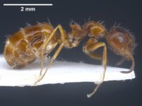 antweb1041241_p_1_high.jpg