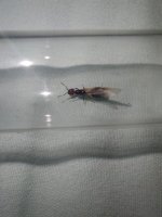 IMG-20261017-WA0006.jpg