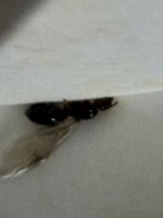 IMG_1363.jpeg