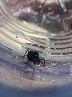 IMG_3204.jpeg