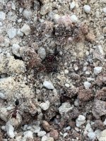IMG_0128.jpeg