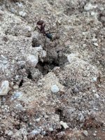 IMG_0129.jpeg