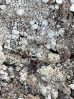 IMG_0130.jpeg