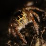 araneae_macro