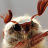 Entomolog
