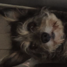 SherryChan