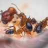 CAMPONOTUS_TERBİYECİSİ
