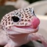 Kaxanpro