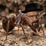 vartarakla
