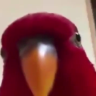 Palamud_Meşe