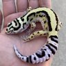 LeopardGecko21