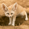 DesertFox