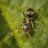 Mehmet_Akif