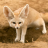 DesertFox