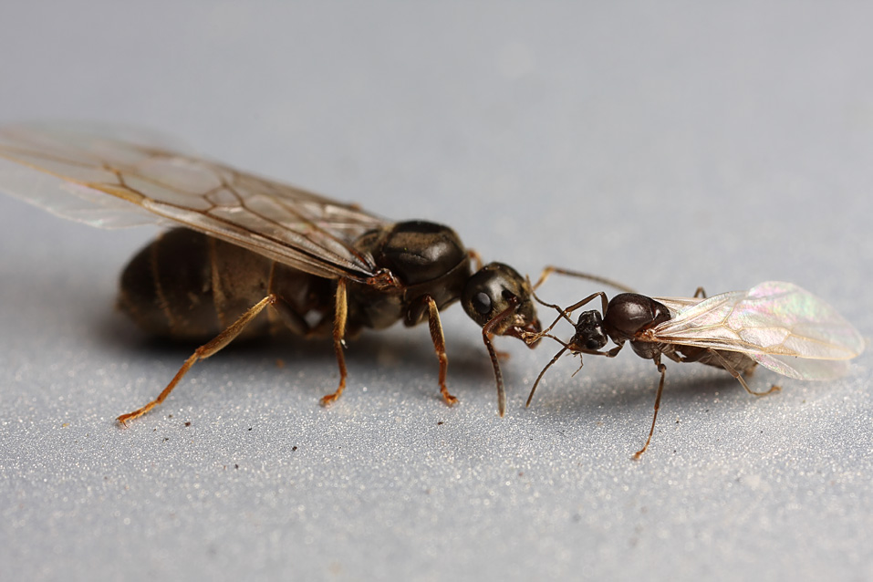 Flying ants — Digital Grin Photography Forum