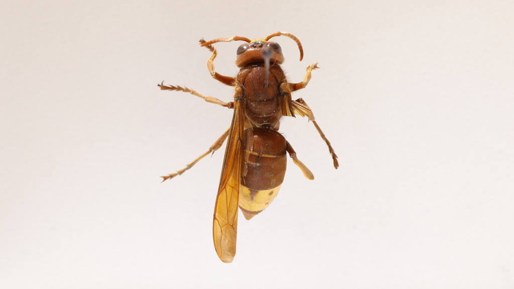 www.inaturalist.org