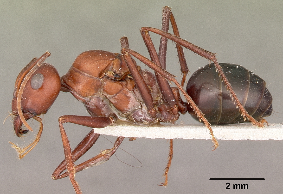 Cataglyphis_bicolor_casent0104613_profile_1.jpg