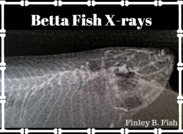 finleybfish.wordpress.com
