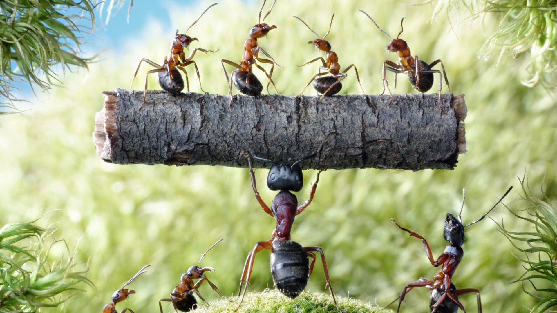 Doğru Büyüklükte Olmak Üzerine... (İnsan Boyundaki Karınca, Dev Bir Kayayı  Kaldırabilir miydi?) - Evrim Ağacı