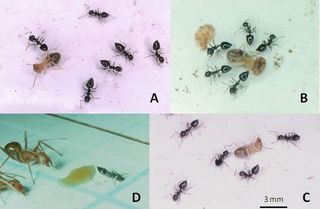 Ant Poison Paralyzes Prey From Afar | Live Science