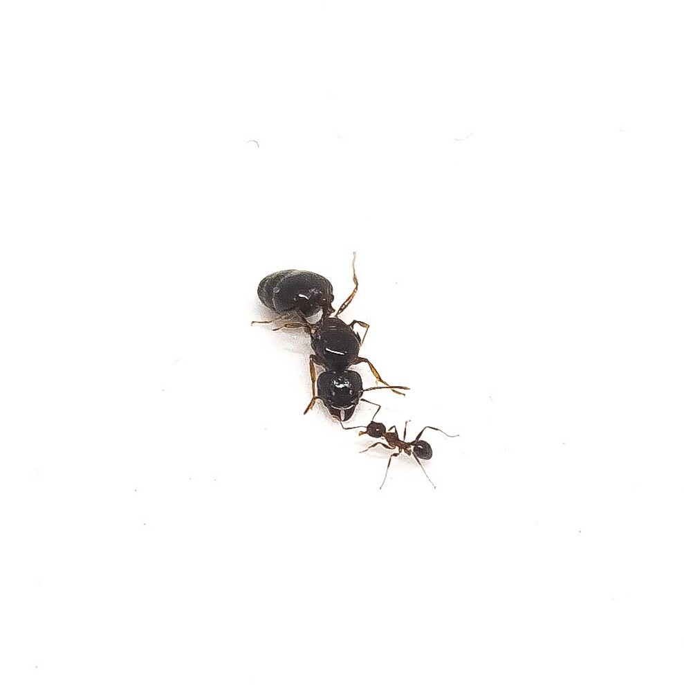 Pheidole Indica 2 queens with 400 to 450 workers - Quality Ants