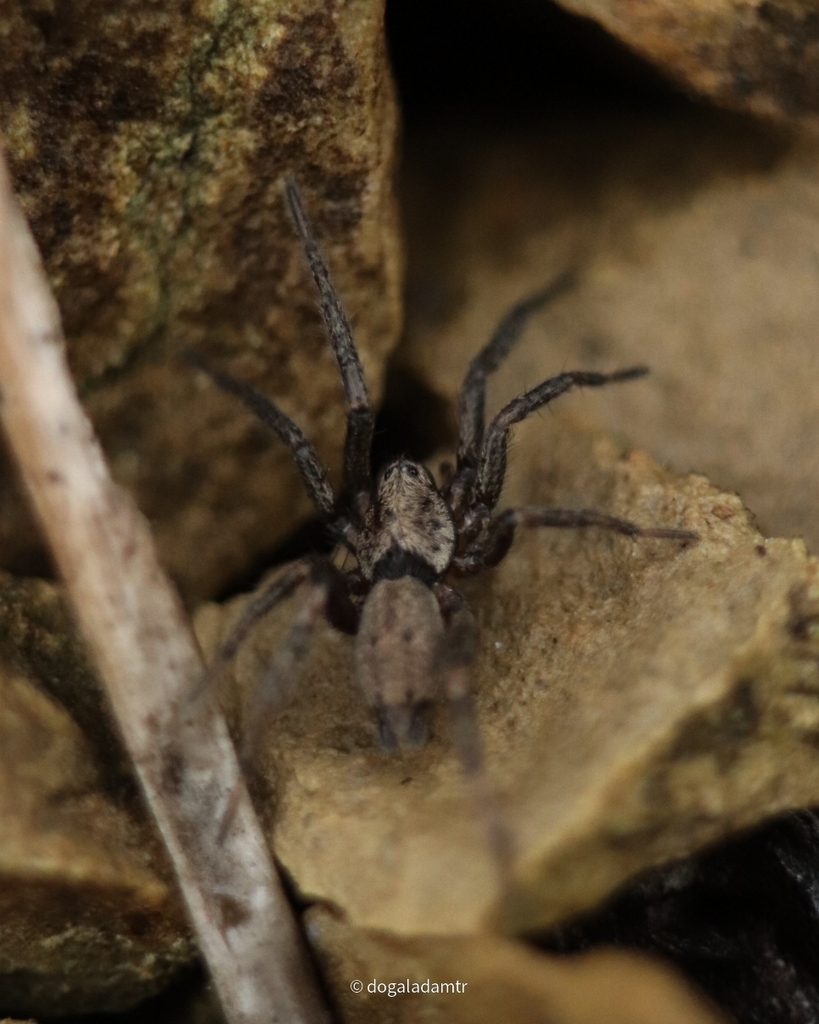 www.inaturalist.org