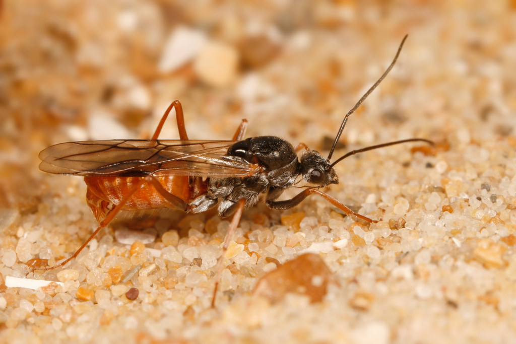 Cataglyphis bombycina male | Morocco | Hugo Darras | Flickr