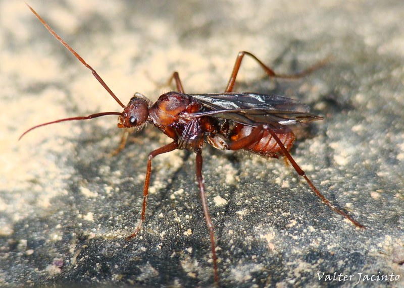 Formiga // Ant (Cataglyphis hispanicus), male | Location: Eu… | Flickr