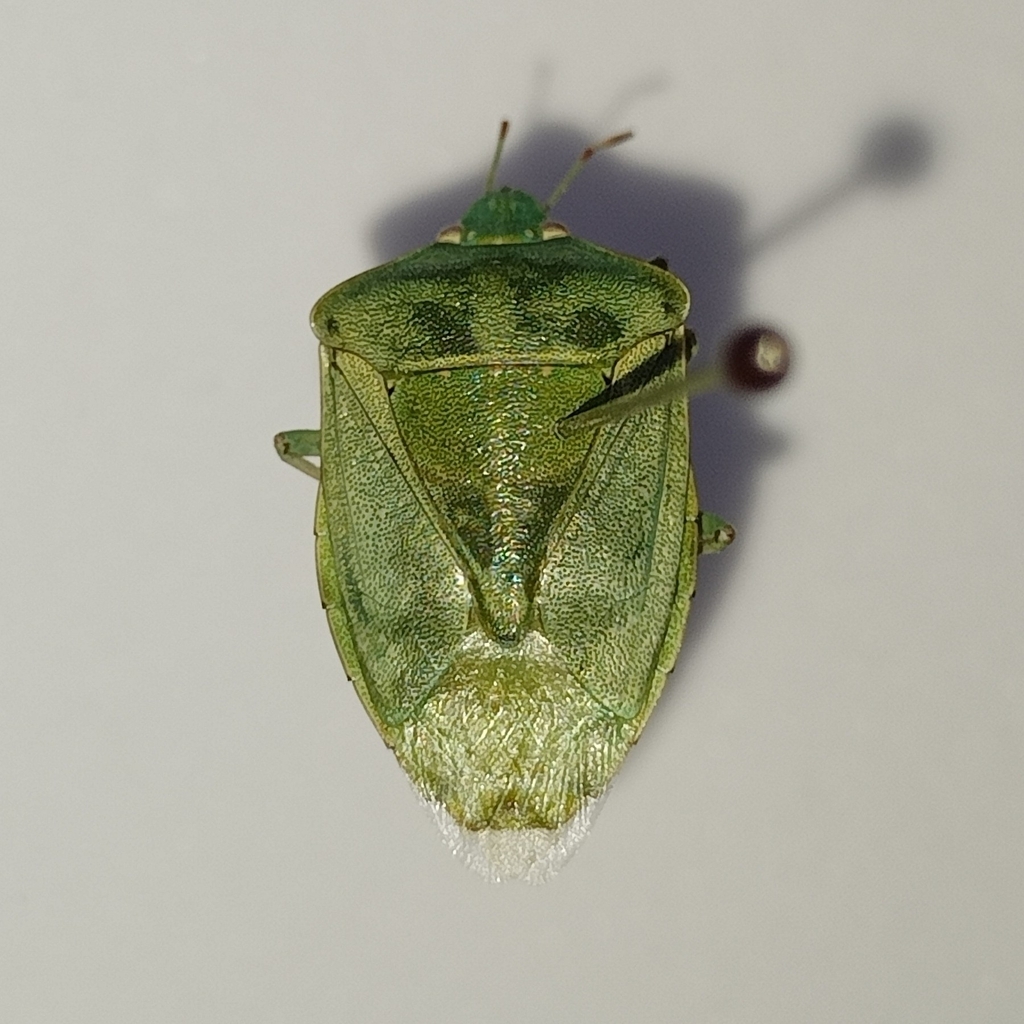 www.inaturalist.org