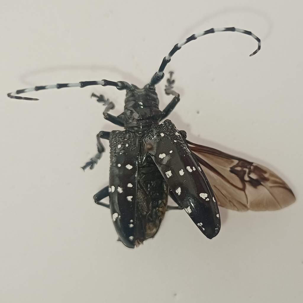 www.inaturalist.org