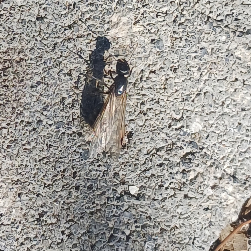www.inaturalist.org