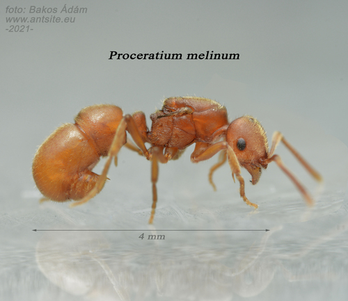 www.inaturalist.org