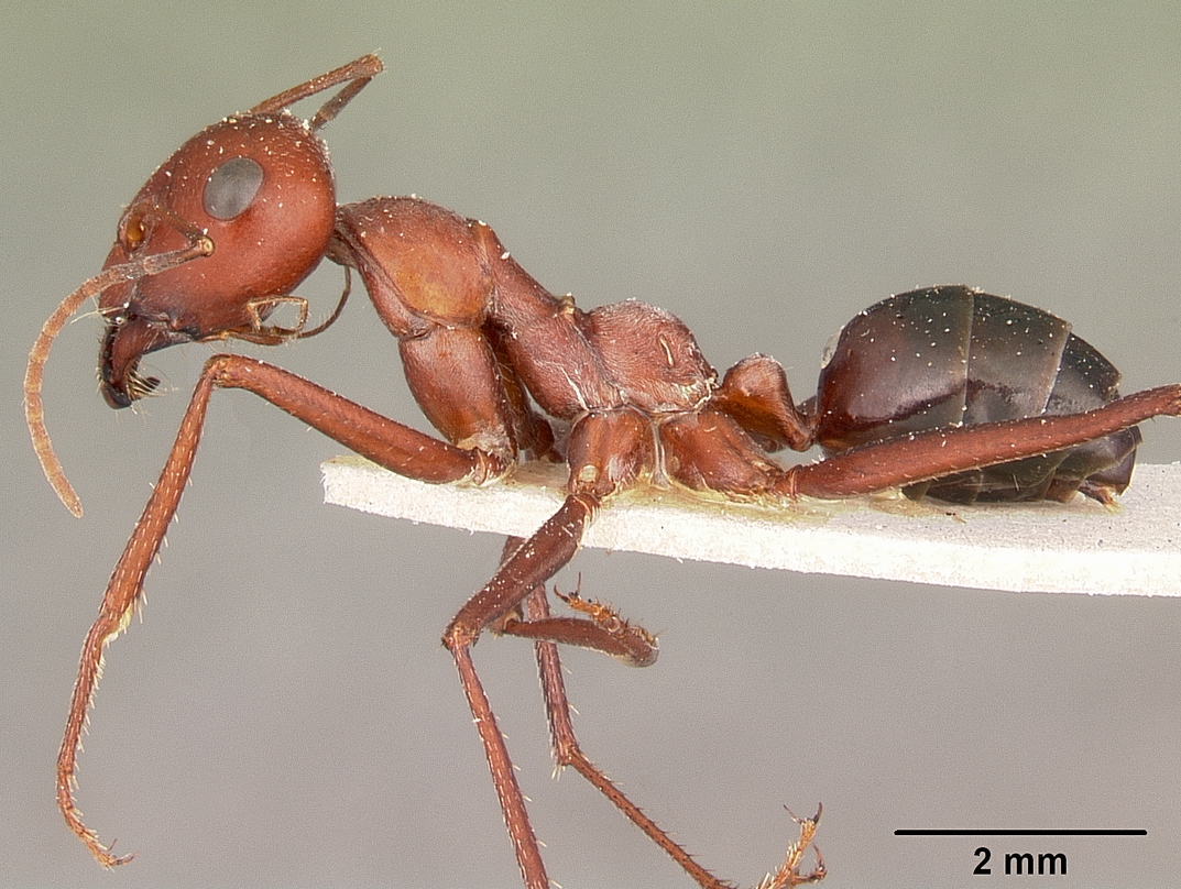 Cataglyphis_bicolor_casent0104612_profile_1.jpg