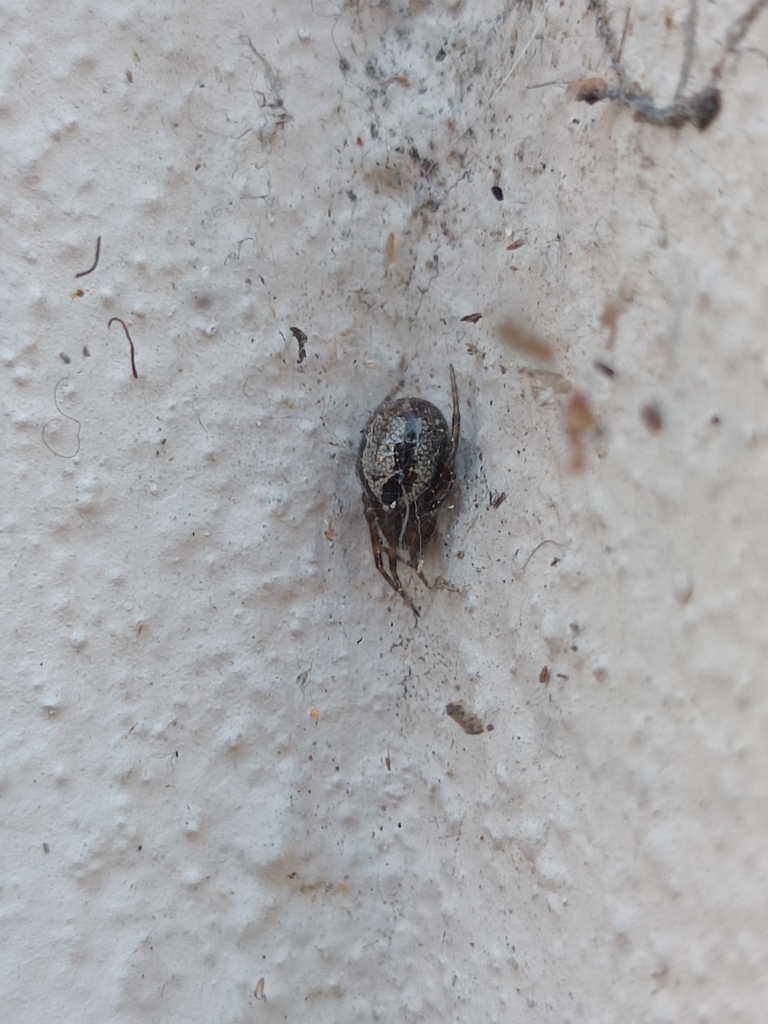 www.inaturalist.org