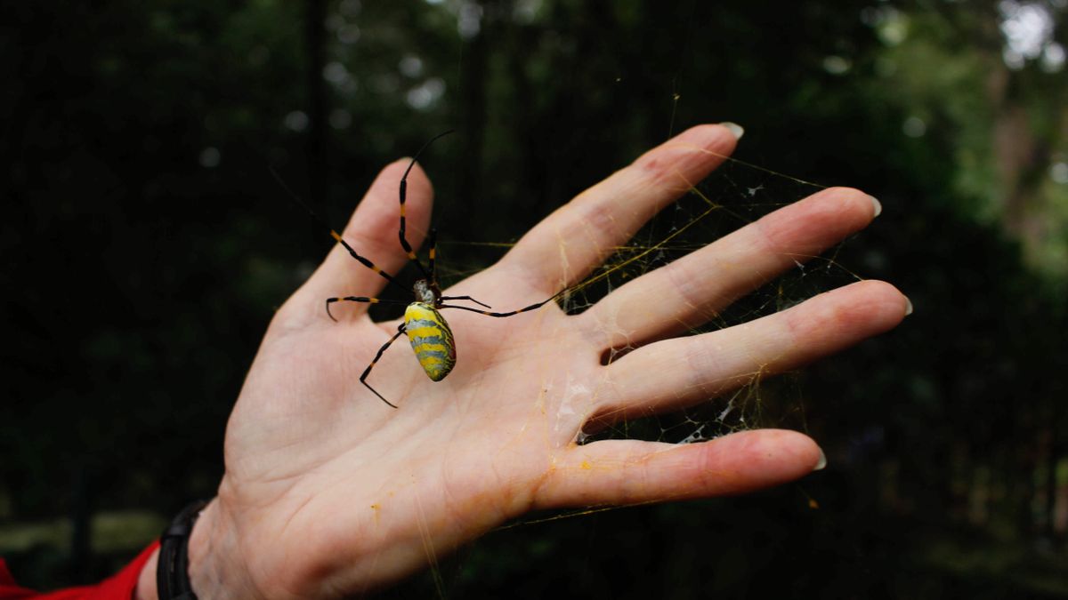Giant, invasive spiders have taken over Georgia. Will they spread across  the US? | Live Science