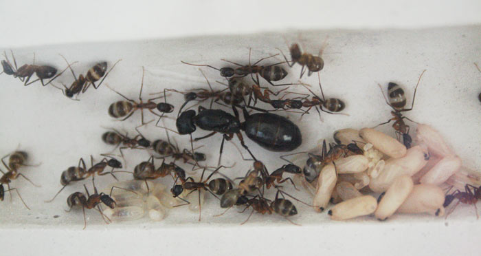 Camponotus%20fellah_3%20Tagry.jpg