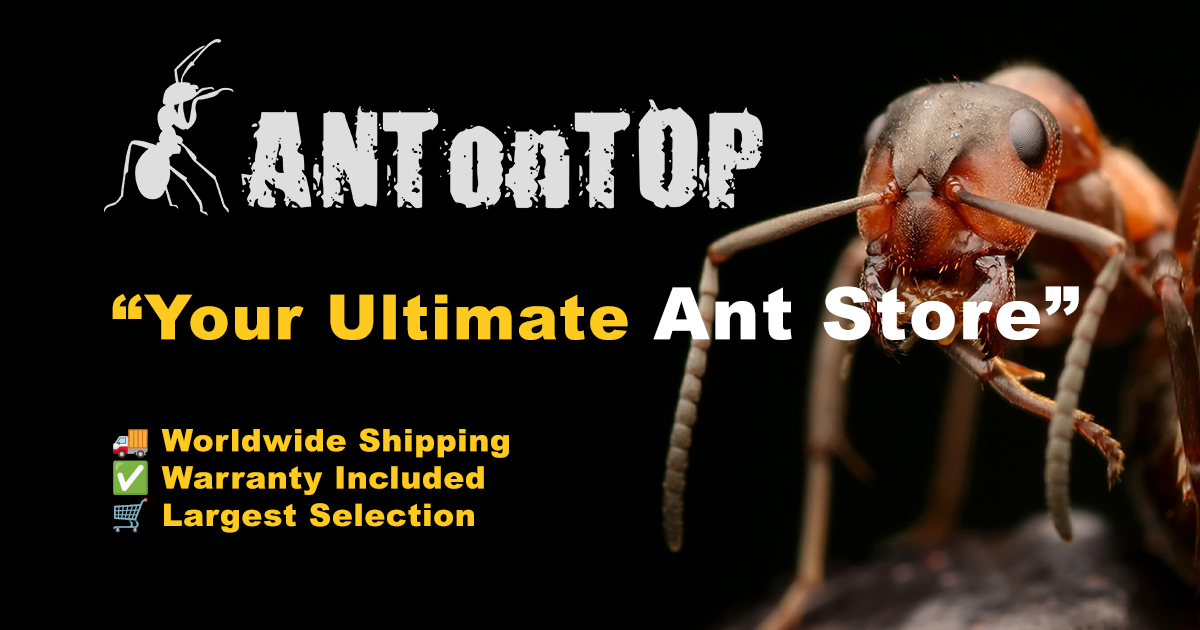 antontop.com