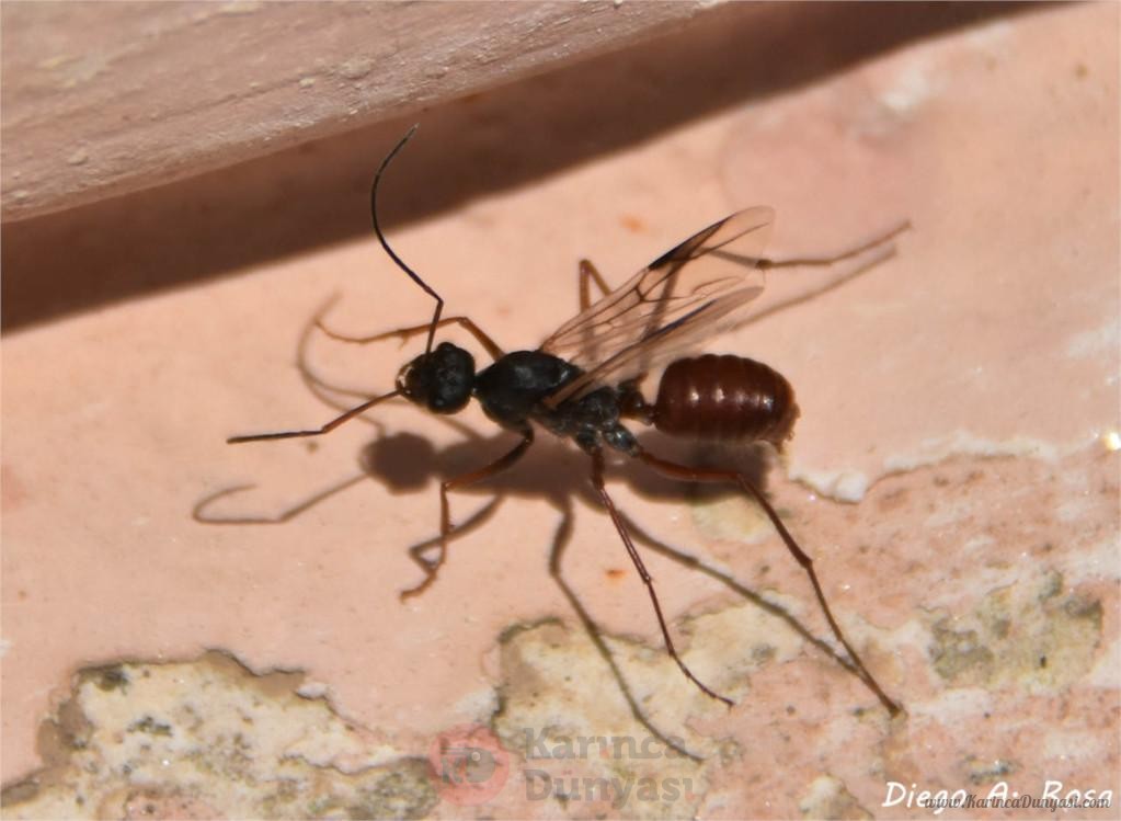 Cataglyphis nodus quen - kraliçe.jpg
