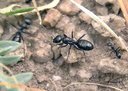 Cataglyphis aenescens (степной бегунок) купить