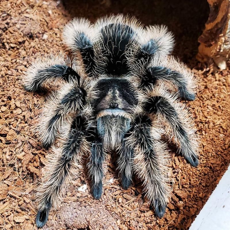 Pin on Tarantulas