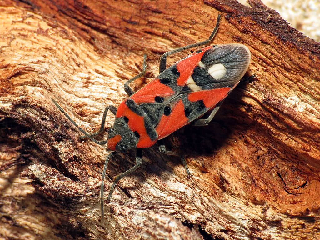 entomologist.net