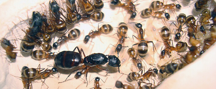 Camponotus-fellah_2.jpg