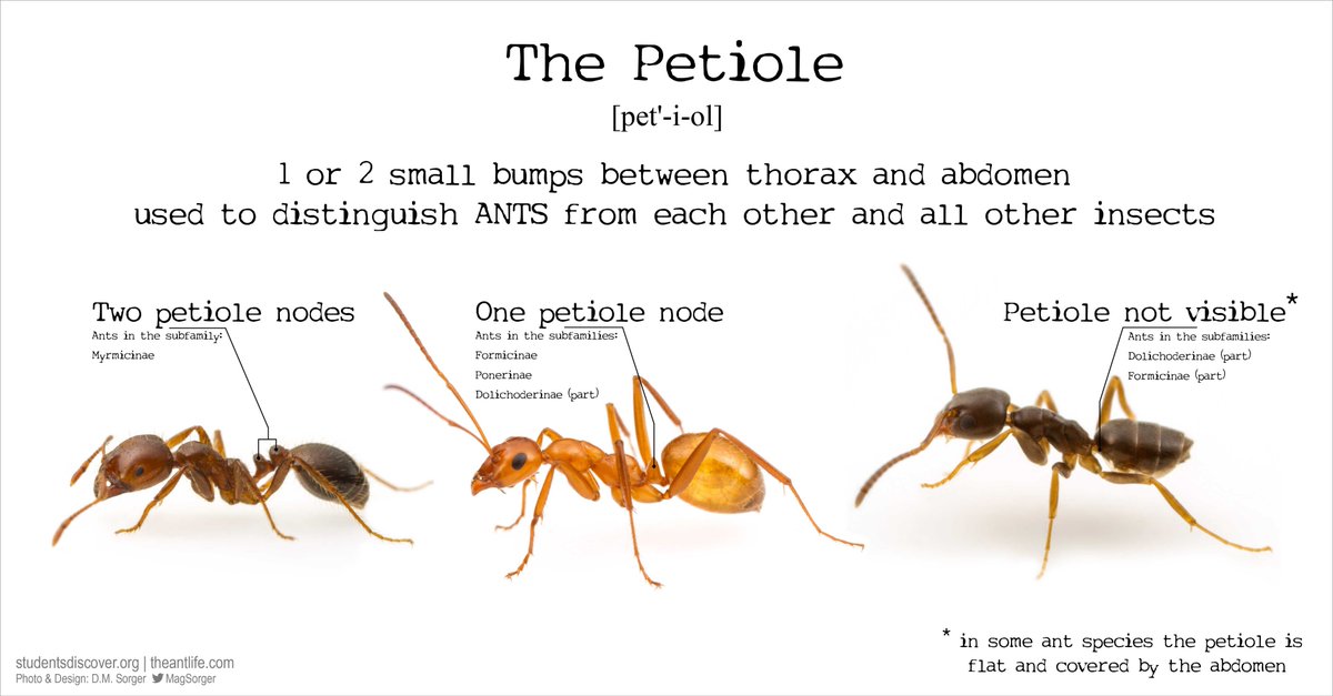 Twitter-এ Dr Magdalena Sorger: The #petiole! Makes an #ant an ant &  distinguishes subfamilies (and below) #teachingresources #scicomm Available  at https://t.co/M3LRZSOW42 https://t.co/zQTwLKyA3L / টুইটার