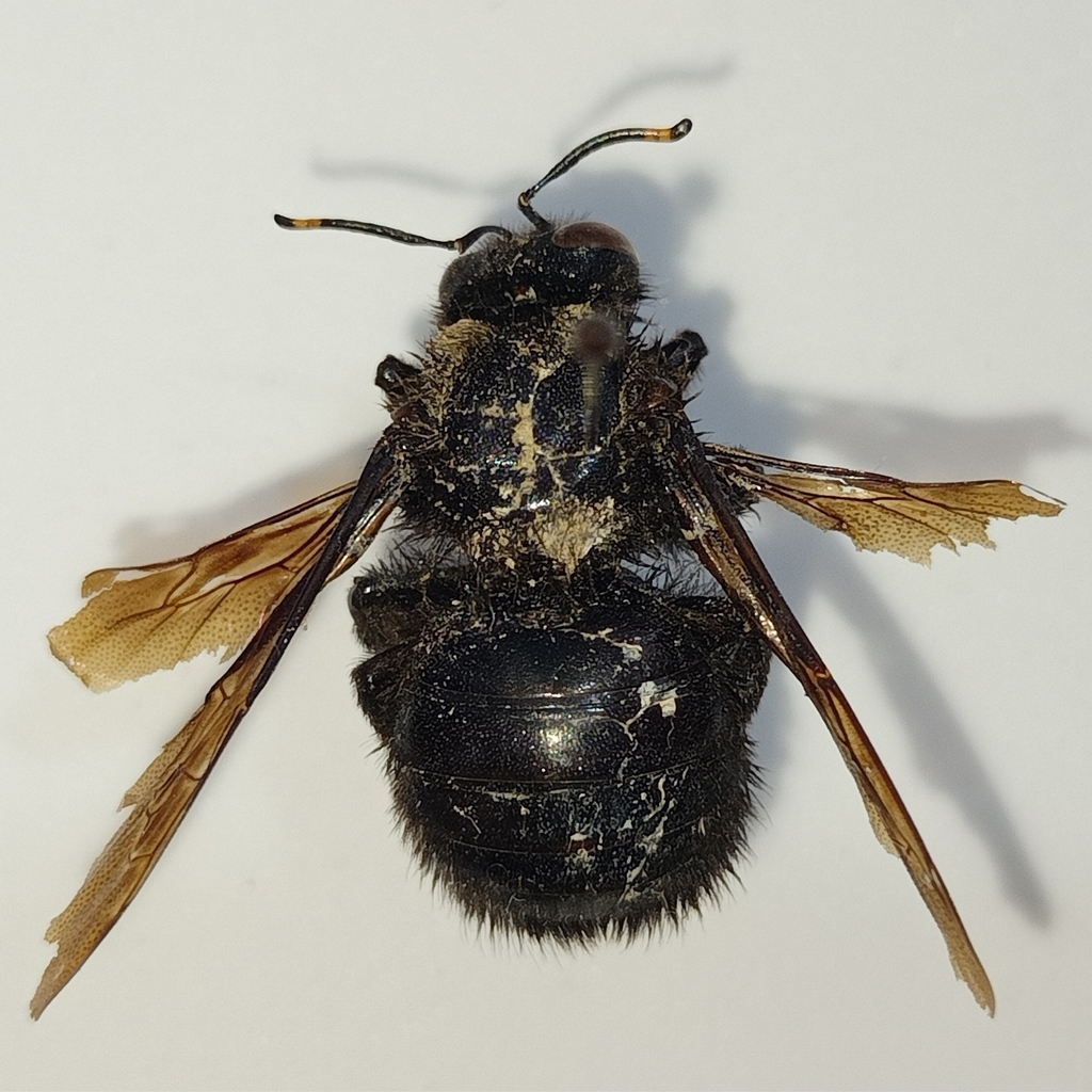 www.inaturalist.org