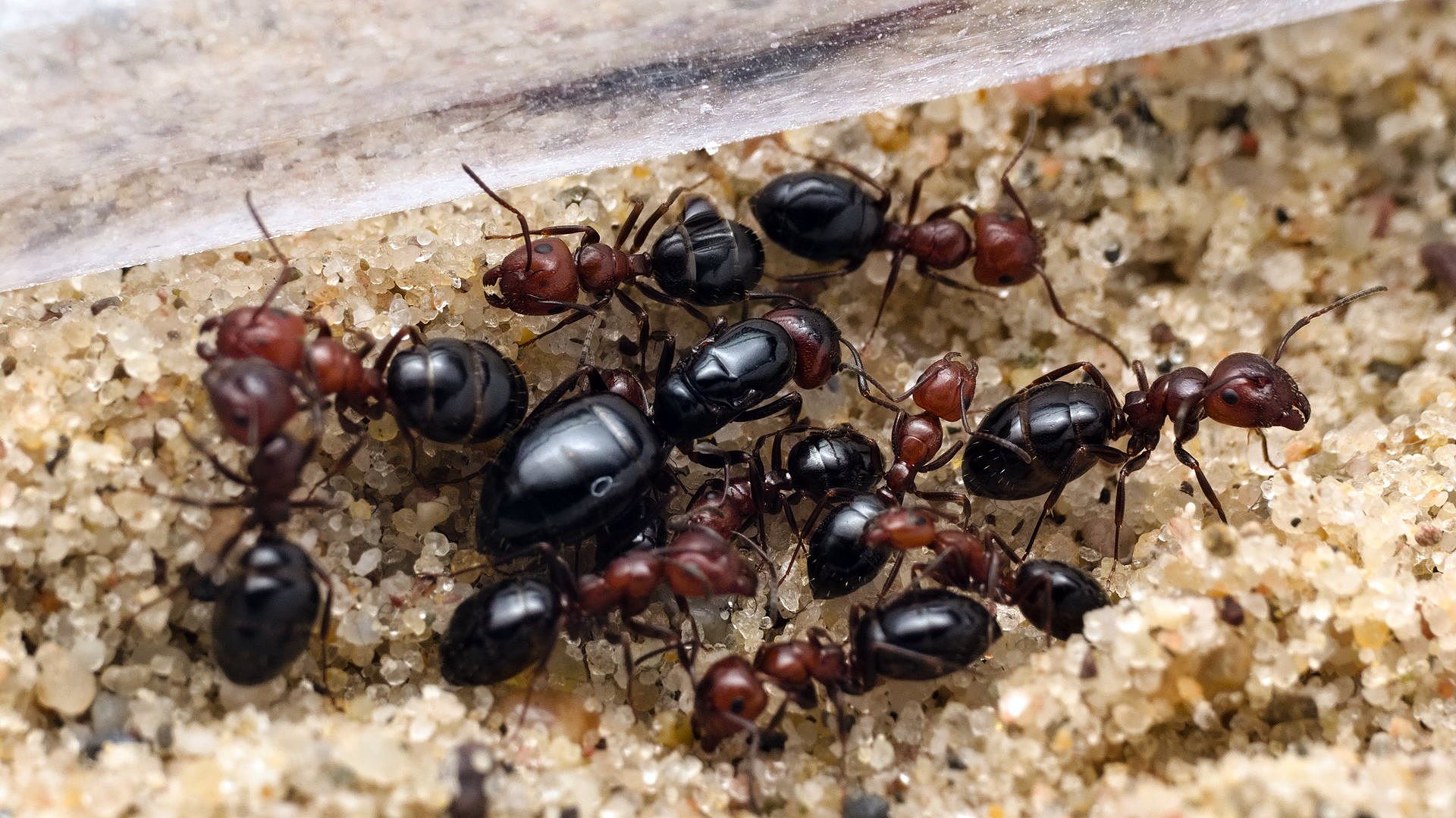 Camponotus_lateralis.jpeg