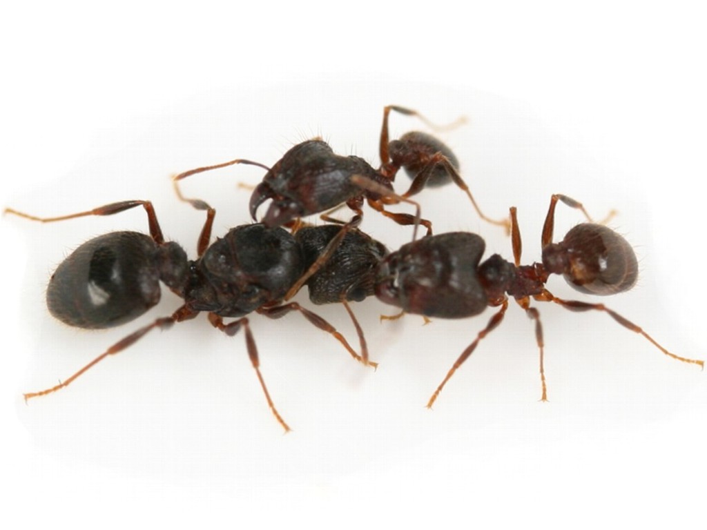 ANTSTORE - Ameisenshop - Ameisen kaufen - Pheidole cf. indica