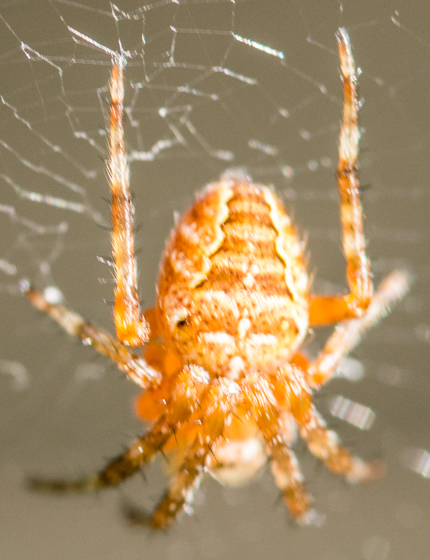 Orange spider - Araneus diadematus - BugGuide.Net